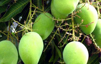 Huge production of Haribhanga mango expected in Rangpur