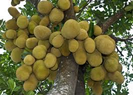 Bumper jackfruit output likely in Dinajpur