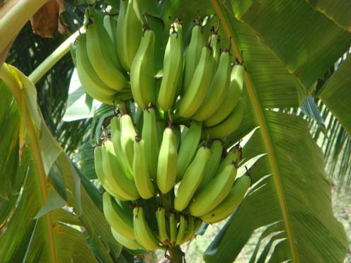 Disease threatens world`s banana crop: UN