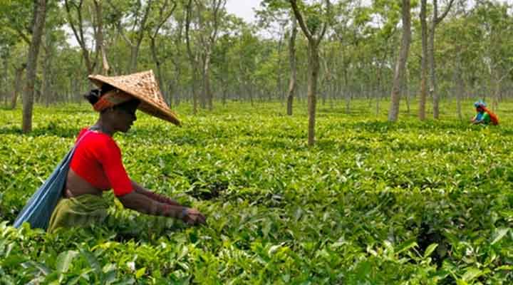 Tea prices rise in last auction of the season