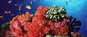 Marine debris damaging coral reefs: NIO scientist