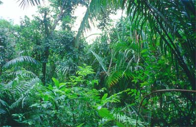 Tropical forests absorb far more CO2 than thought: NASA