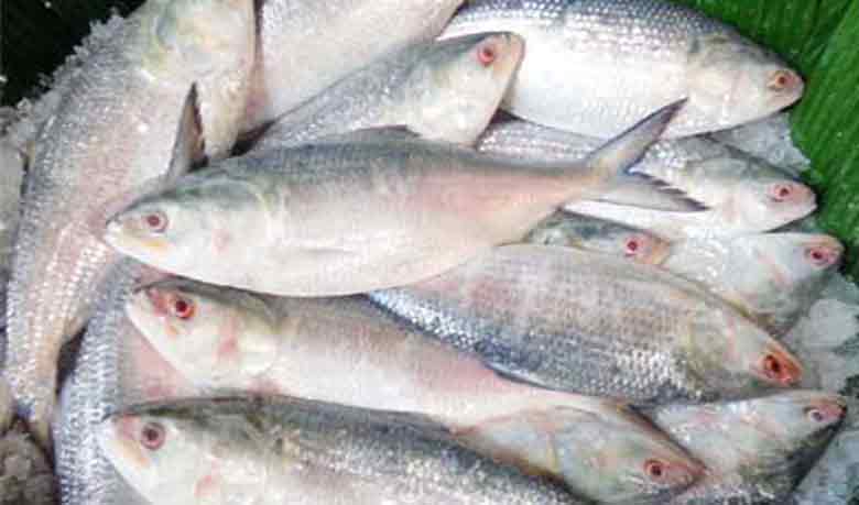 Scarcity of hilsa fish in peak season