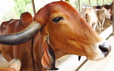 Bangladesh wants to boost cattle trade with India
