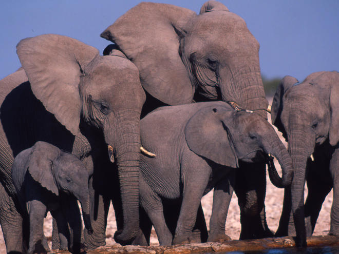 African leaders to hold elephant summit