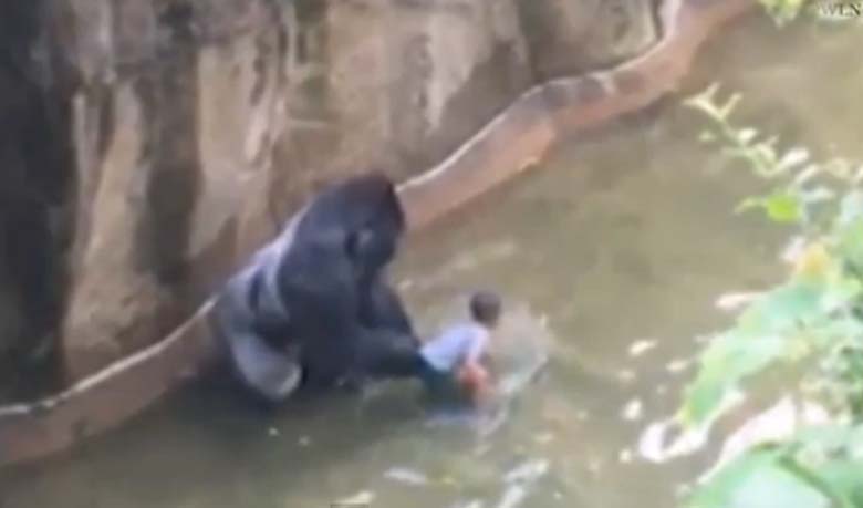 Gorilla shot after boy falls into moat (Video)