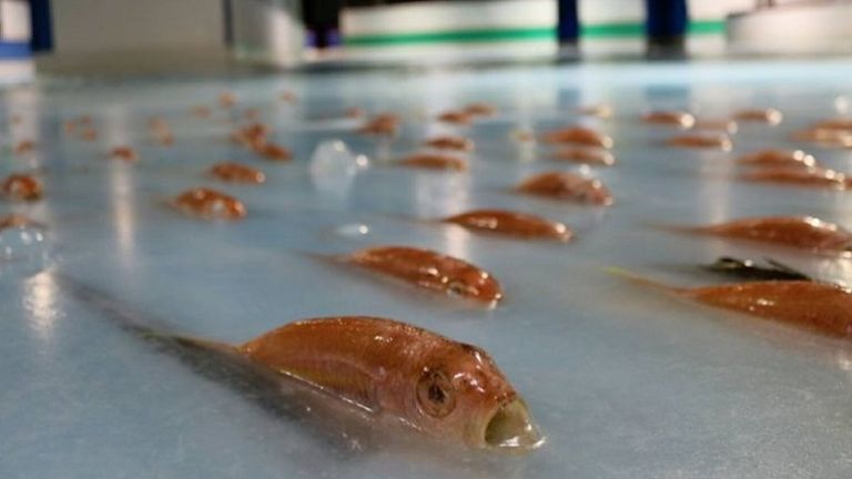 Japanese theme park slammed for freezing 5,000 fish