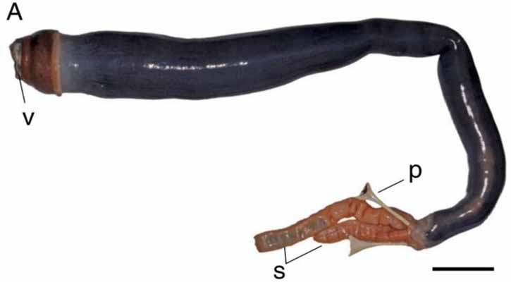  First living giant shipworm found