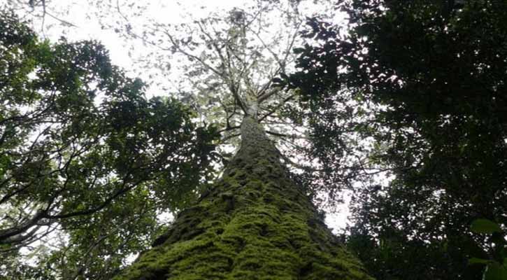 World is home to 60,000 tree species