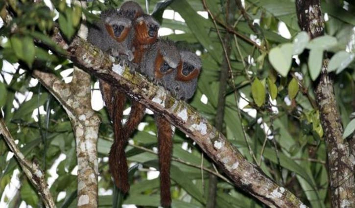 Nearly 381 new species discovered in Amazon
