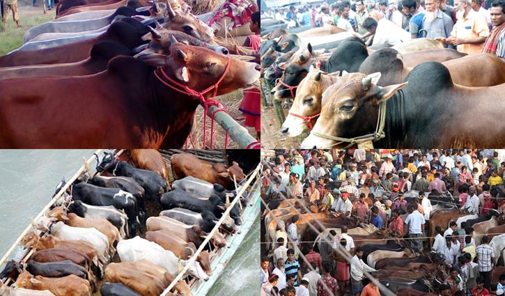 Let supply of sacrificial animals be safe