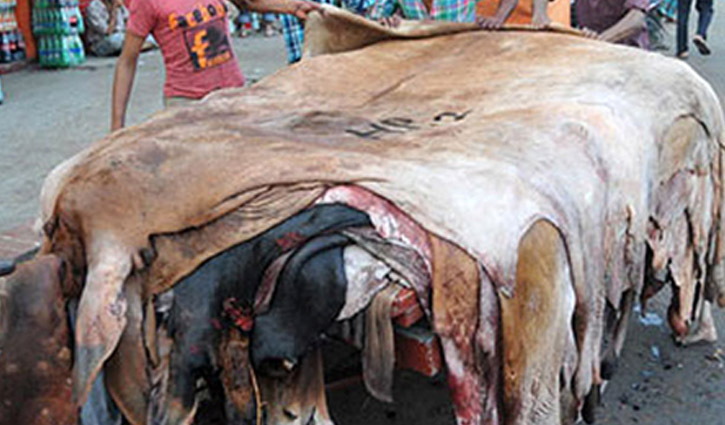 Prices of cowhide fixed at Tk50-55 per sft in Dhaka