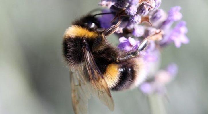 Pesticides put bees at risk