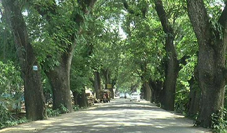 HC stays tree-cutting decision in Jessore
