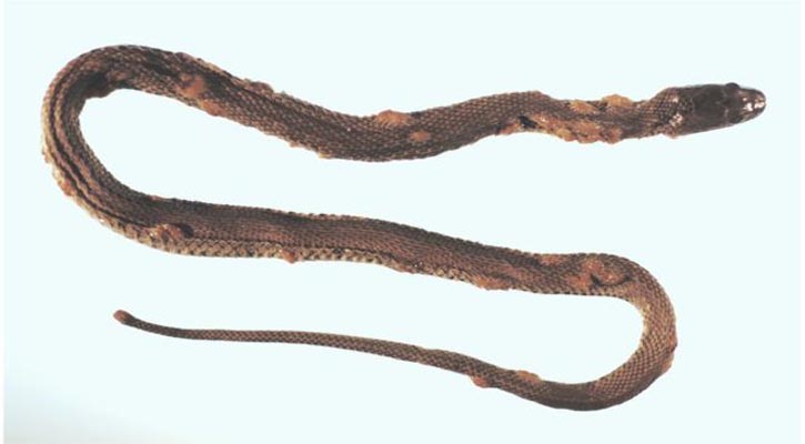 Fungal disease poses global threat to snakes