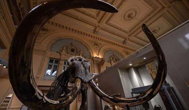 Woolly mammoth skeleton sold for 548,000 euros