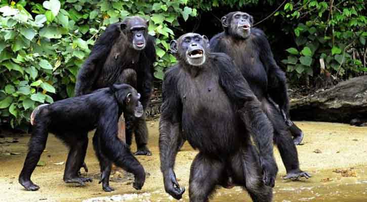 Our changing attitudes to chimpanzees