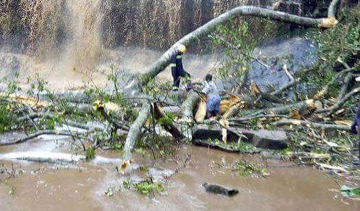 20 students die in freak tree accident in Ghana