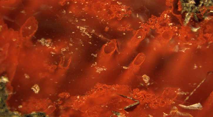 3.8billion-yr-old microbes raise hopes of finding life on Mars