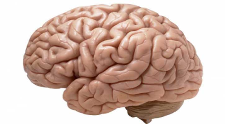 Scientists urge more brain donation