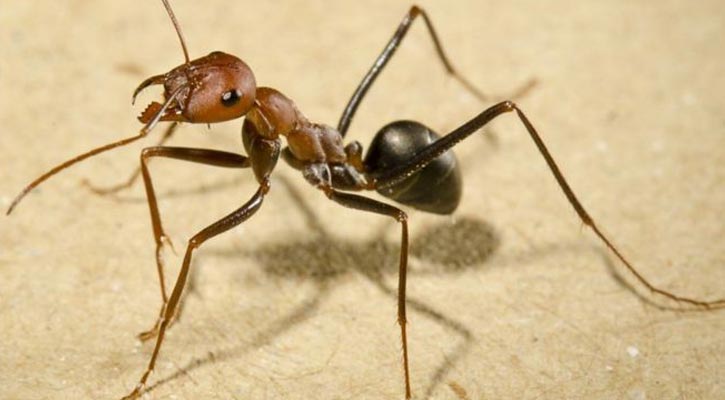 Ants use sun and memories to navigate