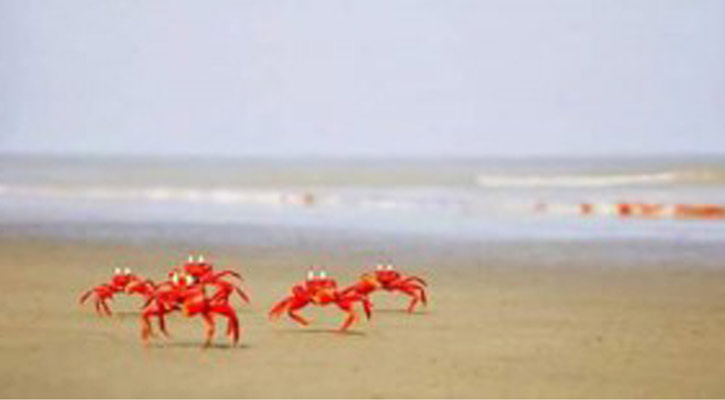 Brickleberry seksual joylar