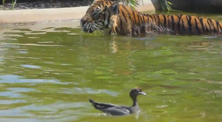 'World's bravest duck' swims with tiger (video)