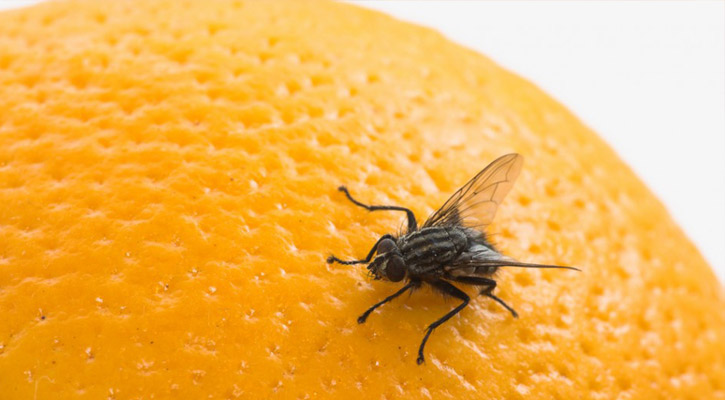 Home remedies to get rid of flies