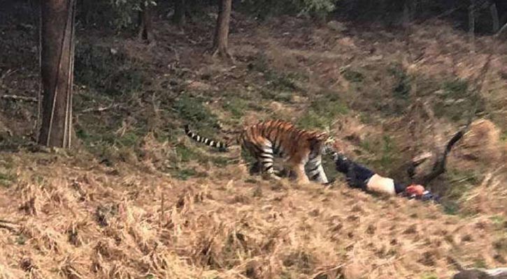 Visitor mauled to death by tiger in Ningbo zoo in China