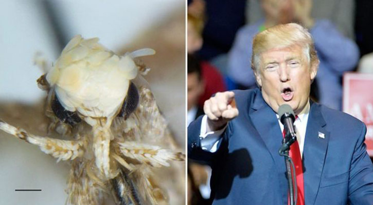 New moth species named after Donald Trump