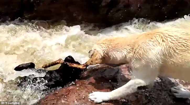 Dog saved his friend from raging river rapids!