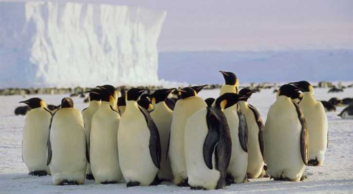 Hungry penguins help keep car code safe