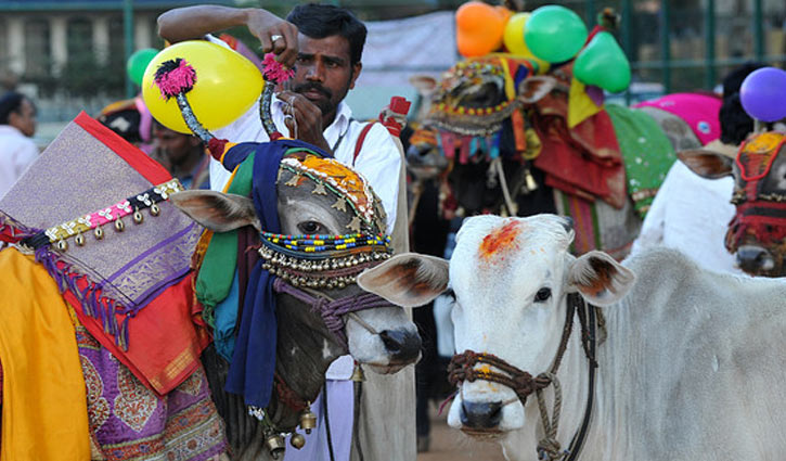 Modi govt plans on introducing cow ministry!