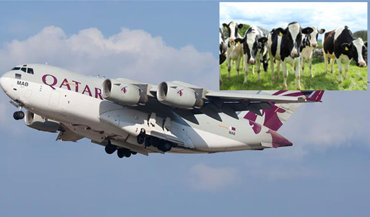 Qatar crisis: Air-lifted cows start arriving in Doha