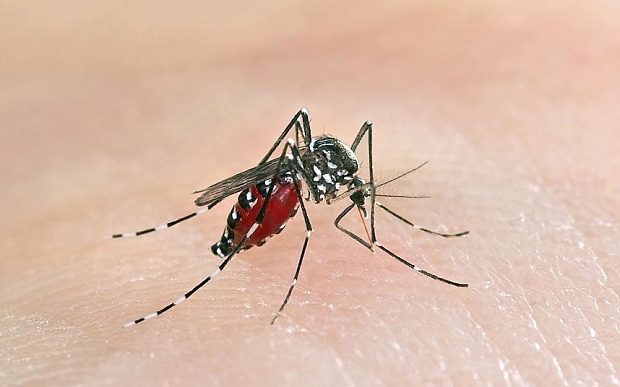 Microsoft, Google join hands to fight mosquitoes
