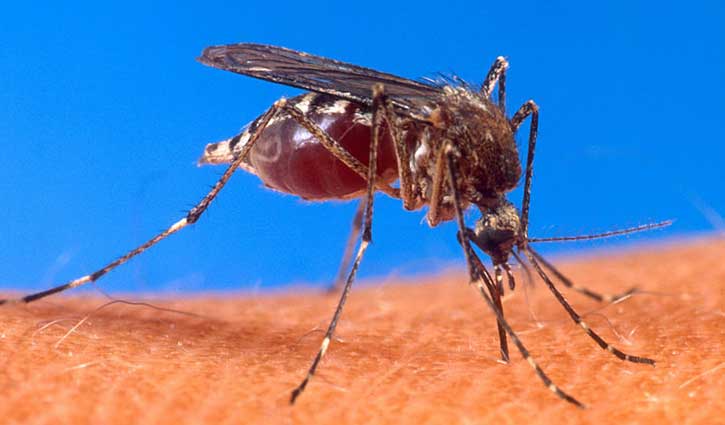 300 die of dengue outbreak in Sri Lanka