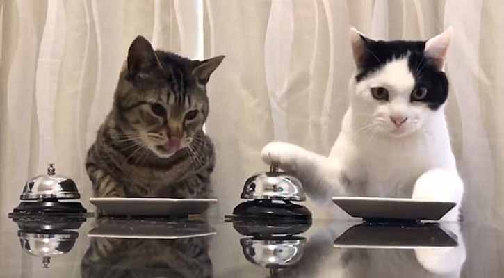 Cats ring bell for their foods (video)