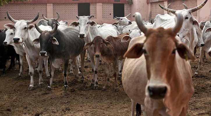 Gujarat to punish cow slaughter with 14-year jail