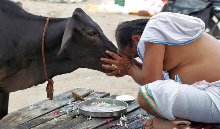 Make cow national animal: Indian court