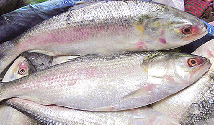 Ban on catching hilsa ends tonight