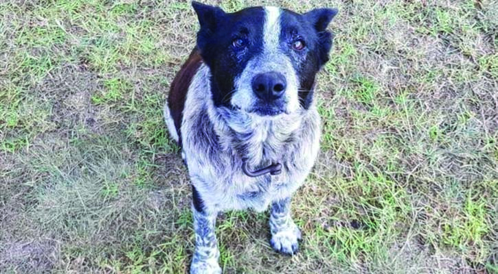 Elderly dog helps save girl lost in Australian bush
