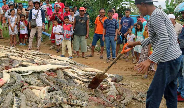 Angry villagers kill nearly 300 crocodiles in revenge attack