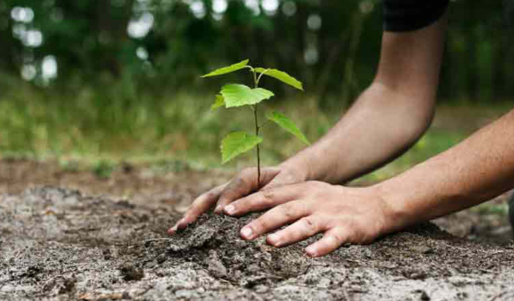 Govt to plant 30 lakh saplings in memory of martyrs