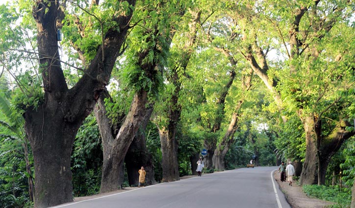 Jessore Road to be upgraded two-lane without chopping down trees