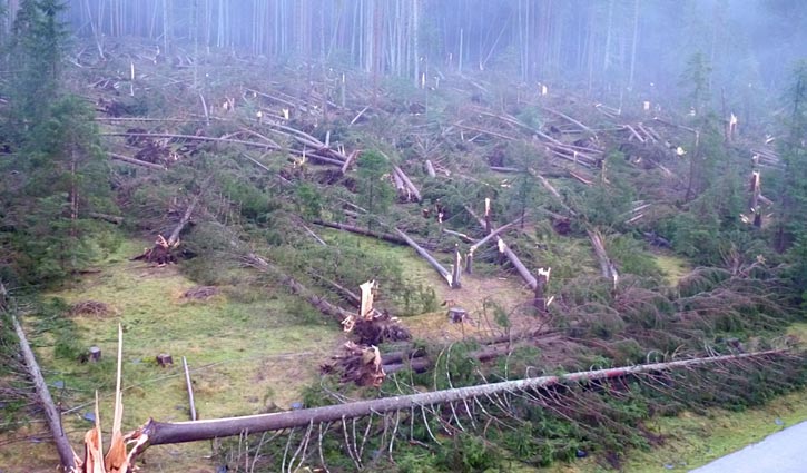 Storms destroy 14 million trees, kill 20 in Italy