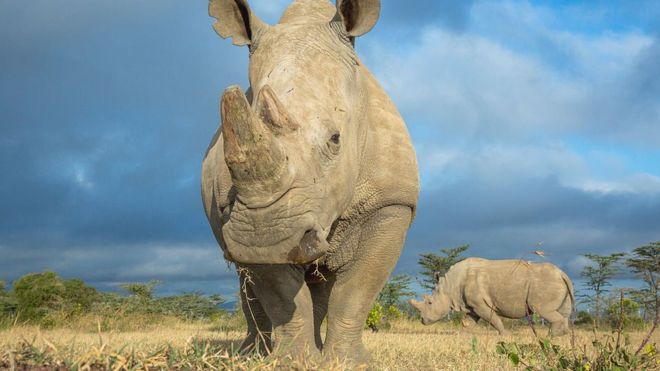 Northern white rhino: New hopes for IVF rescue