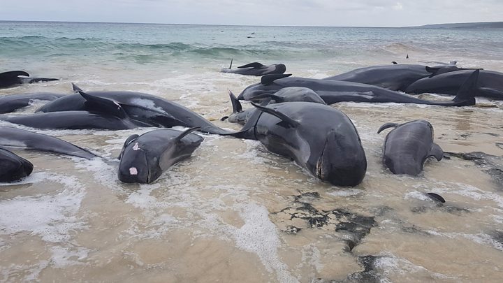 Almost 150 whales die on New Zealand beach