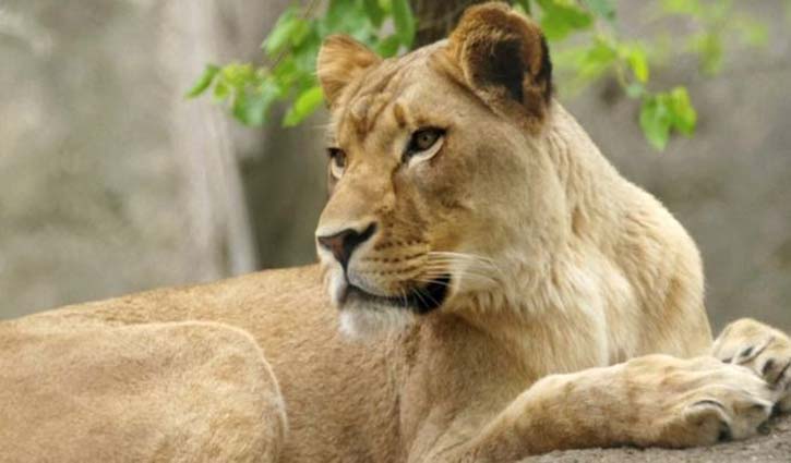 Indianapolis zoo lioness kills father of her three cubs