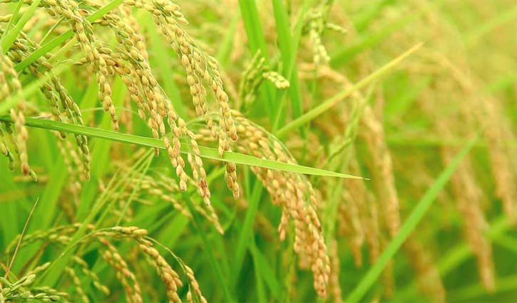 Rice safely conserved in Philippines gene bank