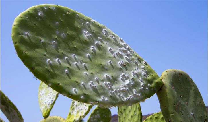 Prickly cactus species under threat